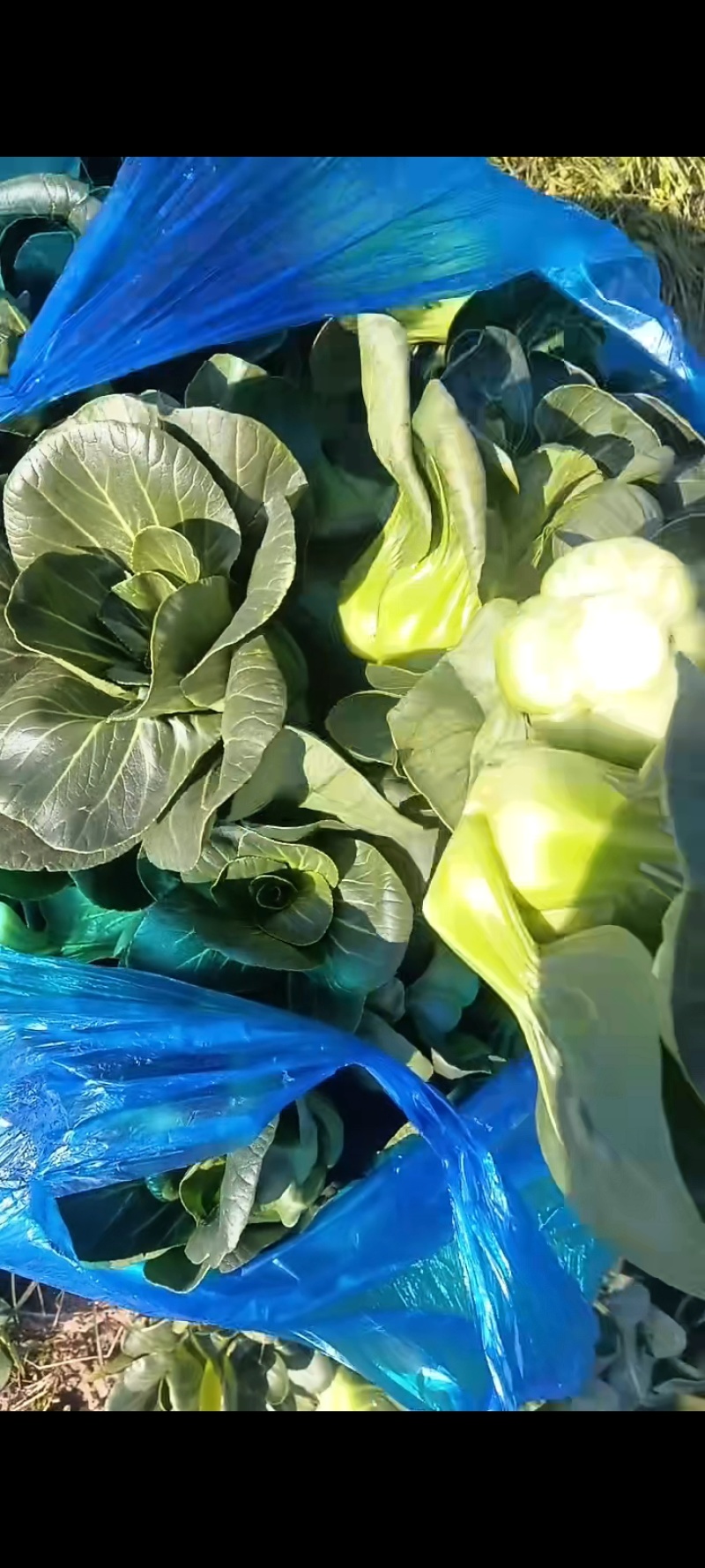 精品矮脚青苏州青产地直发品质保证量大从优欢迎联系