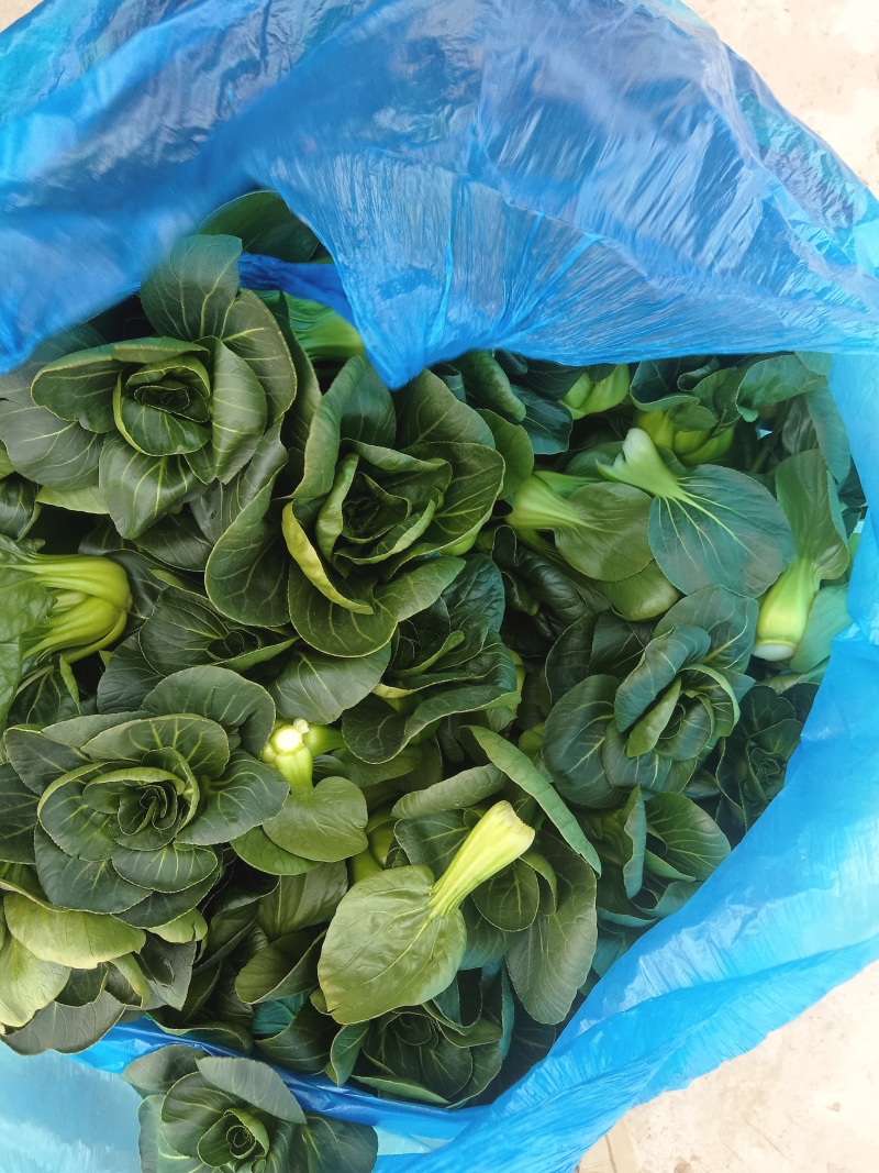精品矮脚青苏州青产地直发品质保证量大从优欢迎联系