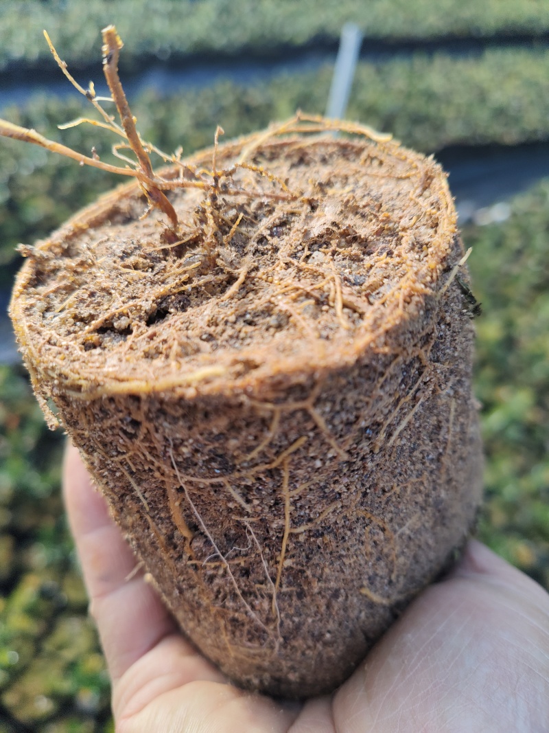 小叶红芽小红帽40公分高起量大优惠苗圃现货产地直发