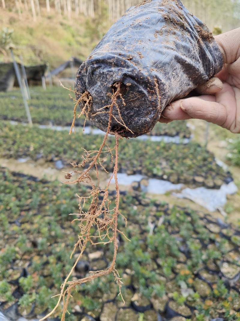 小叶红芽小红帽40公分高起量大优惠苗圃现货产地直发