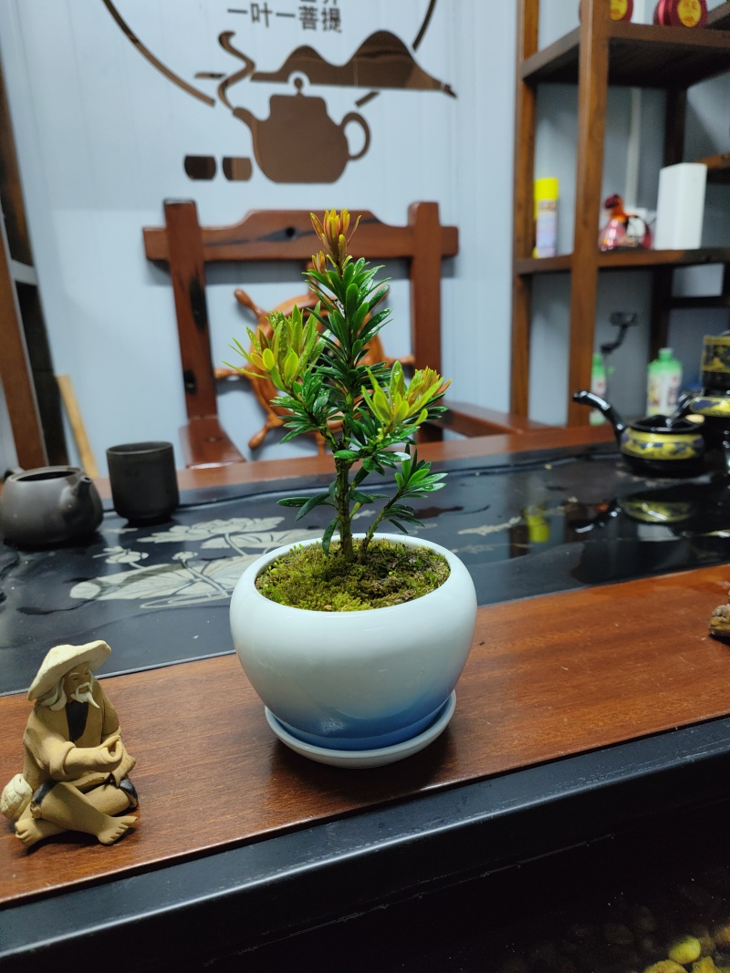 小叶红芽小红帽40公分高起量大优惠苗圃现货产地直发