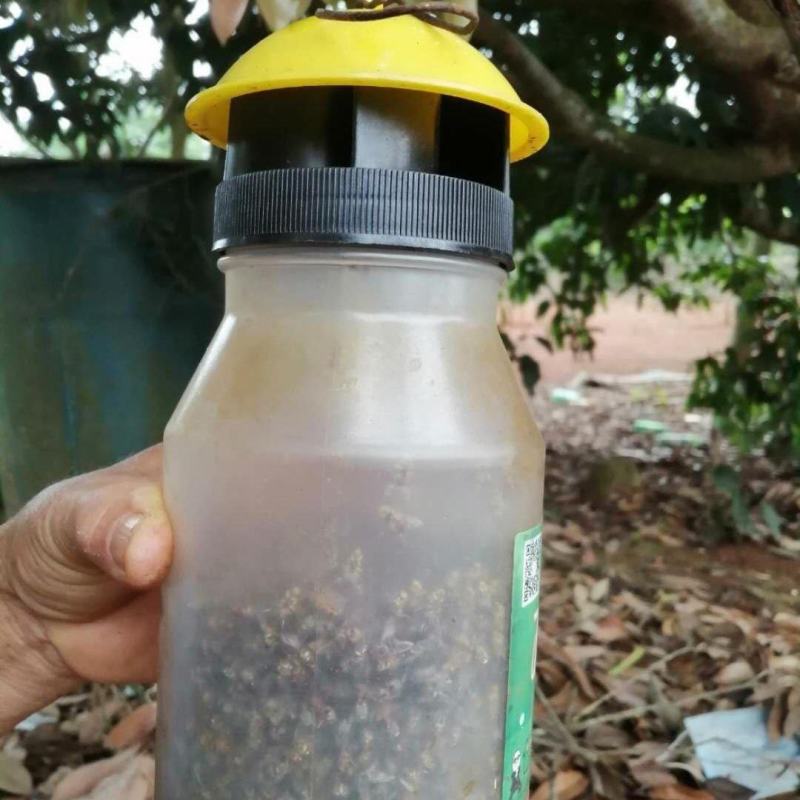 果蝇诱捕器果实蝇诱捕器果实蝇引诱剂瓜果蔬菜防虫诱虫药水针