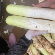 云南日本卜长根萝卜，产地直发，大量供应酱菜厂，加工厂，