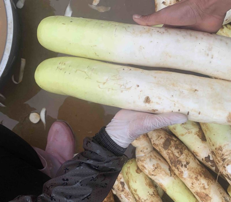 云南日本卜长根萝卜，产地直发，大量供应酱菜厂，加工厂，