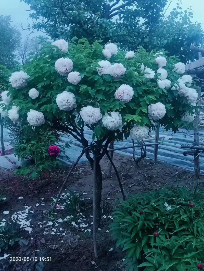 紫斑牡丹