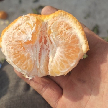 耙柑自然成熟胃口好的不得了