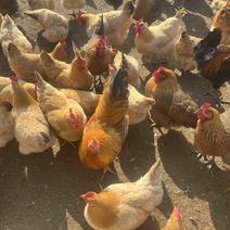土三黄鸡，小种土黄母鸡，江西散养鸡疫苗齐全体质健康送货
