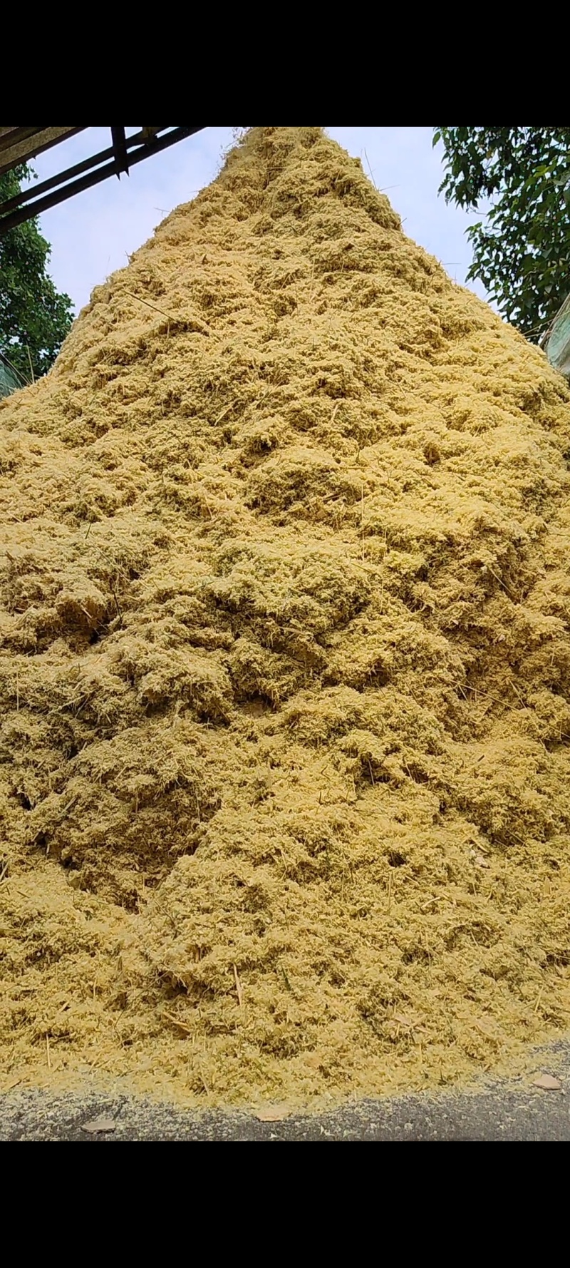 大量竹屑竹粉出售