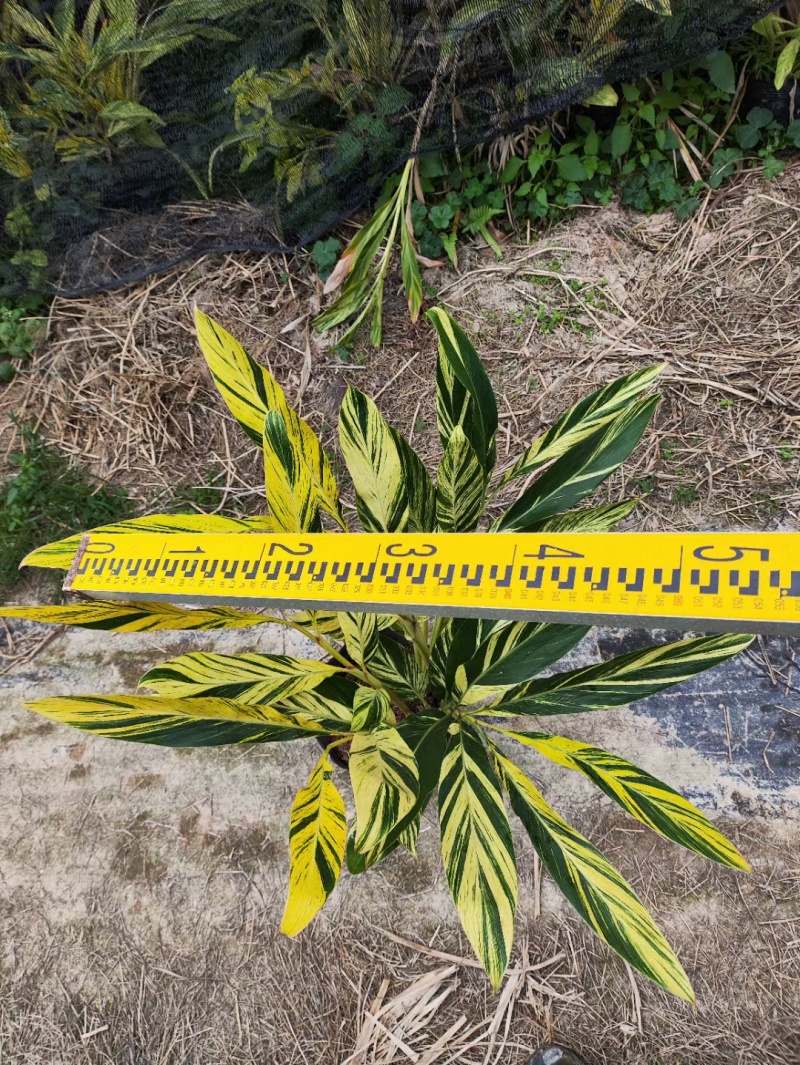 花叶良姜各种规格有需要的联系本场位于福建省漳浦县官浔