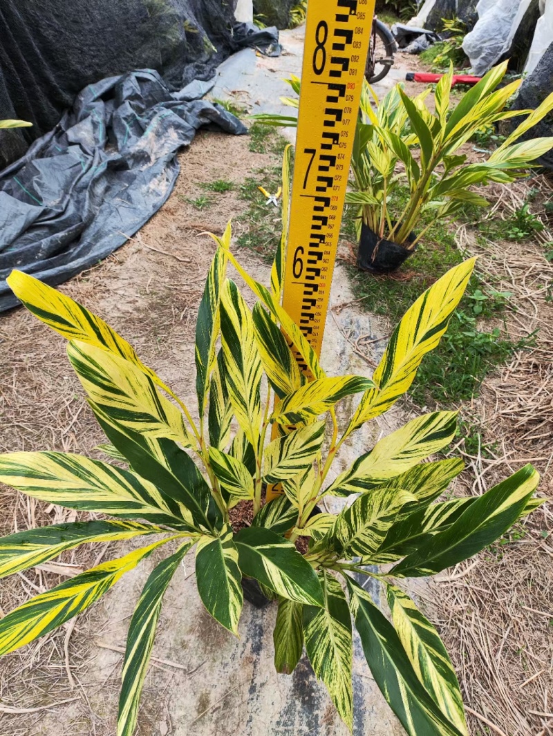 花叶良姜各种规格有需要的联系本场位于福建省漳浦县官浔