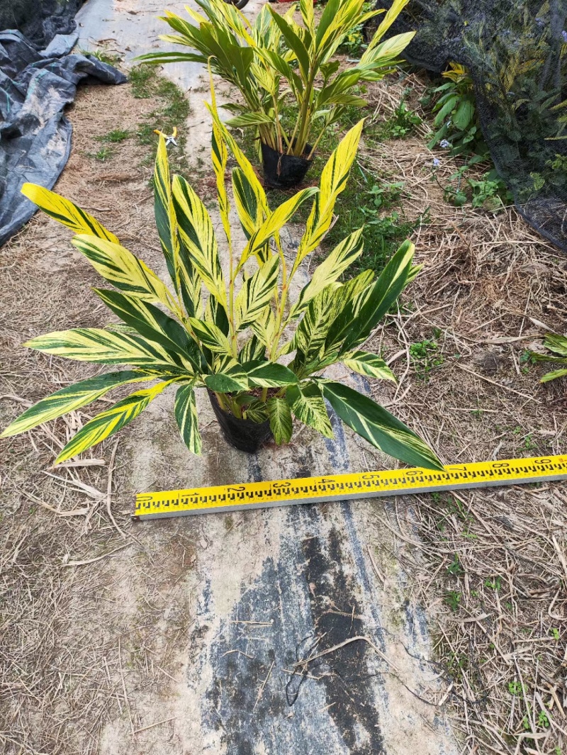 花叶良姜各种规格有需要的联系本场位于福建省漳浦县官浔