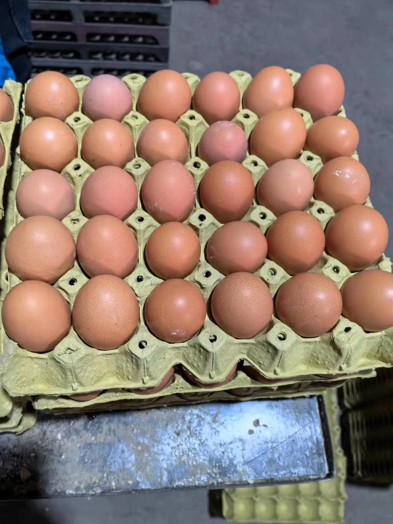 【精品】山西忻州土鸡蛋养殖场供应360枚装可物流发货