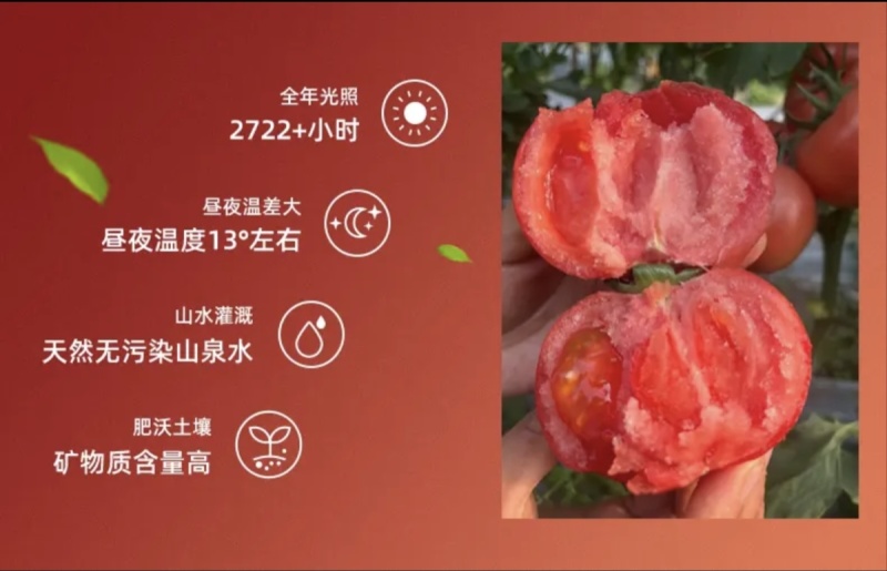 四川攀枝花沙瓤西红柿自然成熟，可生吃，做菜，