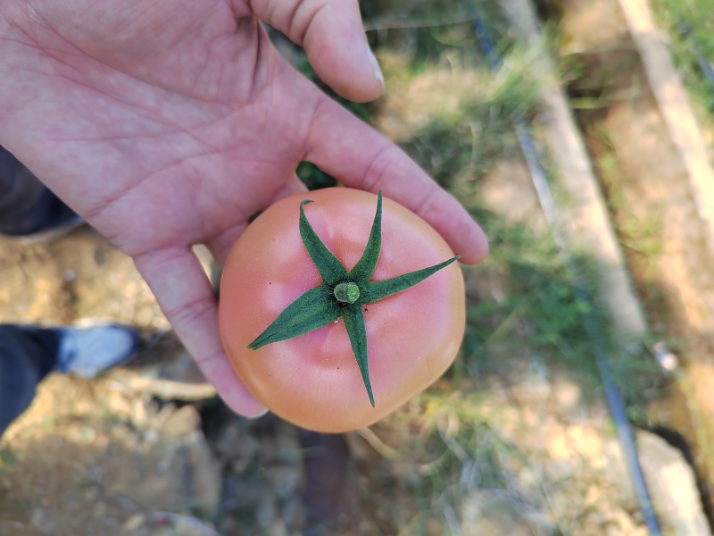 四川攀枝花沙瓤西红柿自然成熟，可生吃，做菜，