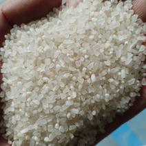 安徽产地碎米酿酒煮粥用米厂家直销来电洽谈常年合作质量保证
