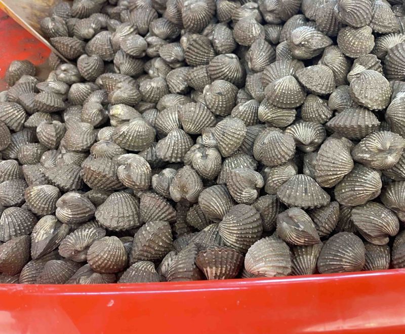 血蛤毛蛤肥鲜活力十足口感无沙。