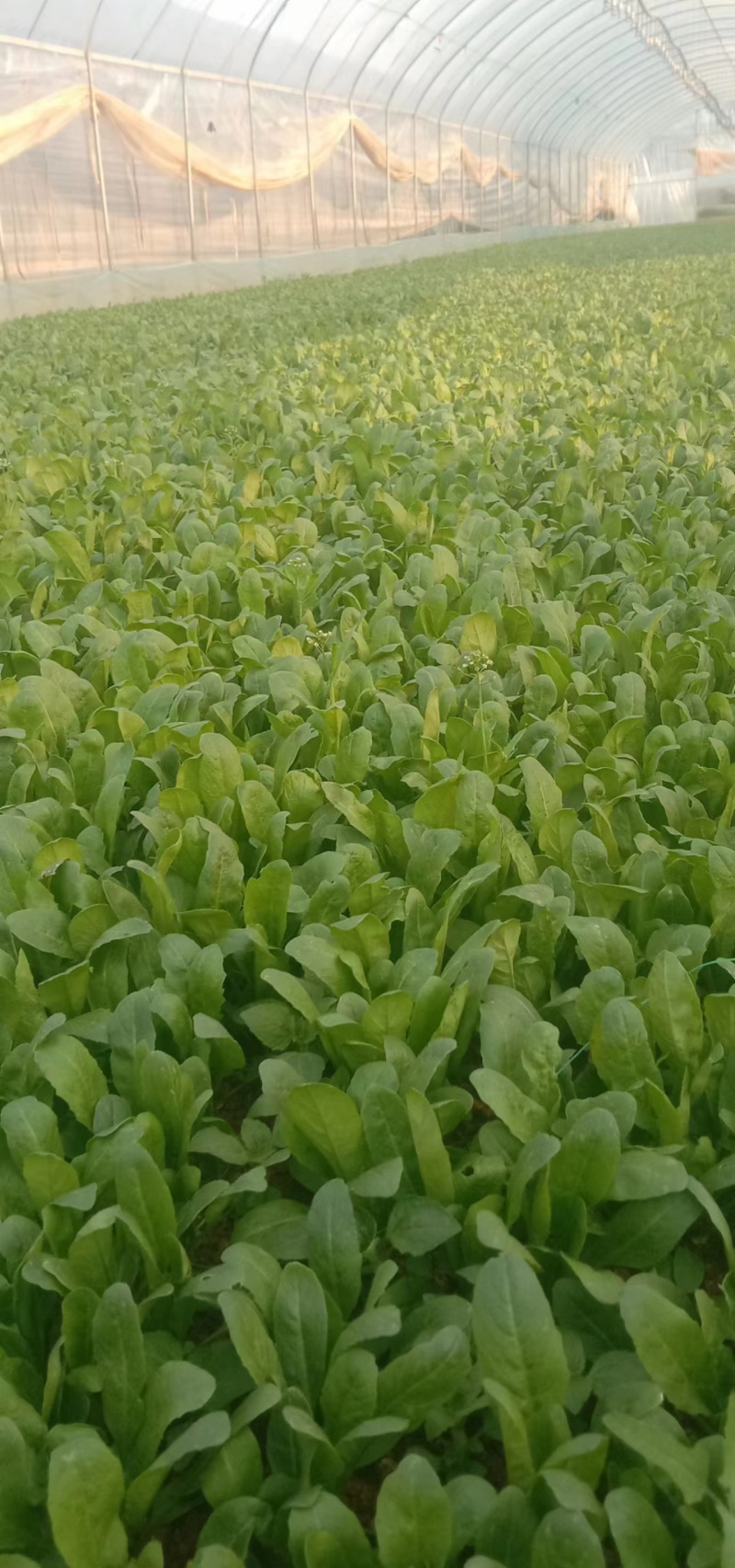 云南精品荠菜现摘现发产地一手货源规格多样可选，价格可谈