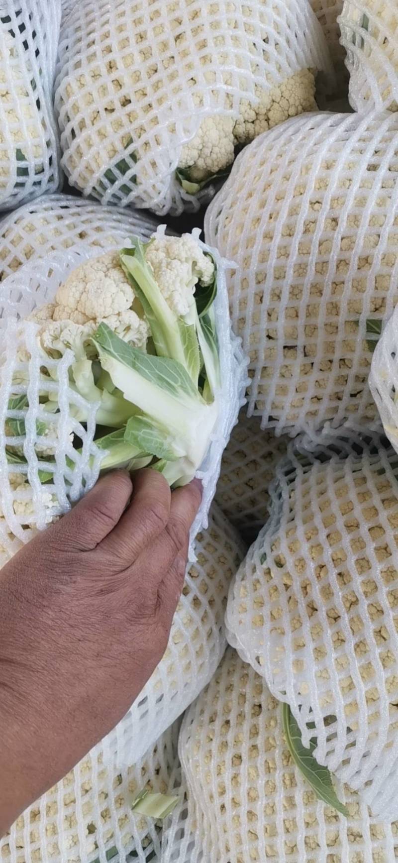 河北邯郸本地青梗白面松花大量上市了，大小适中乳白
