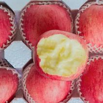 山东精品红富士苹果大量供货货源充足稳定品质保证包装可定制