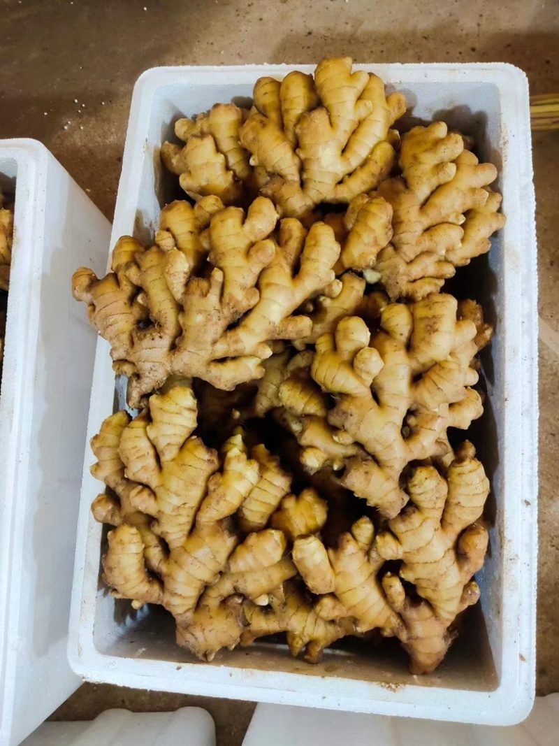 （批发价）小黄姜，山东生姜，一手货源对接全国客商
