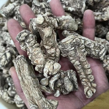 新货当归特级全当归土当归精选包邮可切片大当归整个