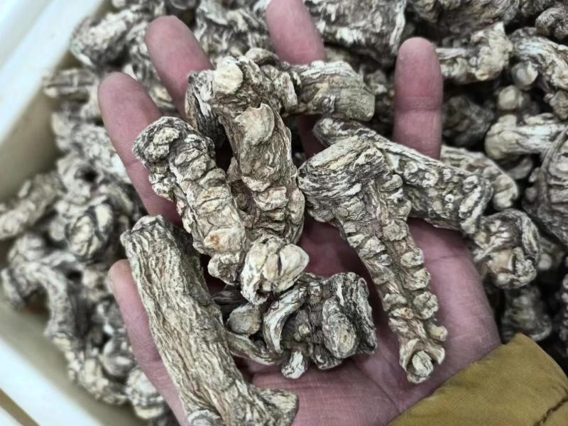 新货当归特级全当归土当归精选包邮可切片大当归整个