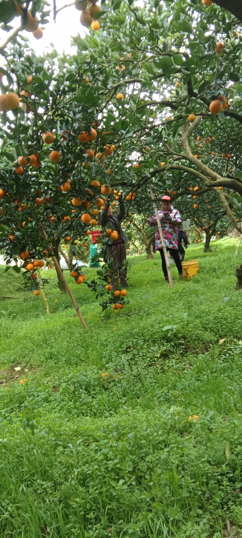 永兴冰糖橙产地直发现采现摘品质保证可视频看货