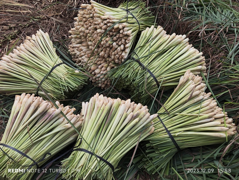 新鲜香茅草：柠檬味道食用香料现摘现卖基地直供欢迎订购