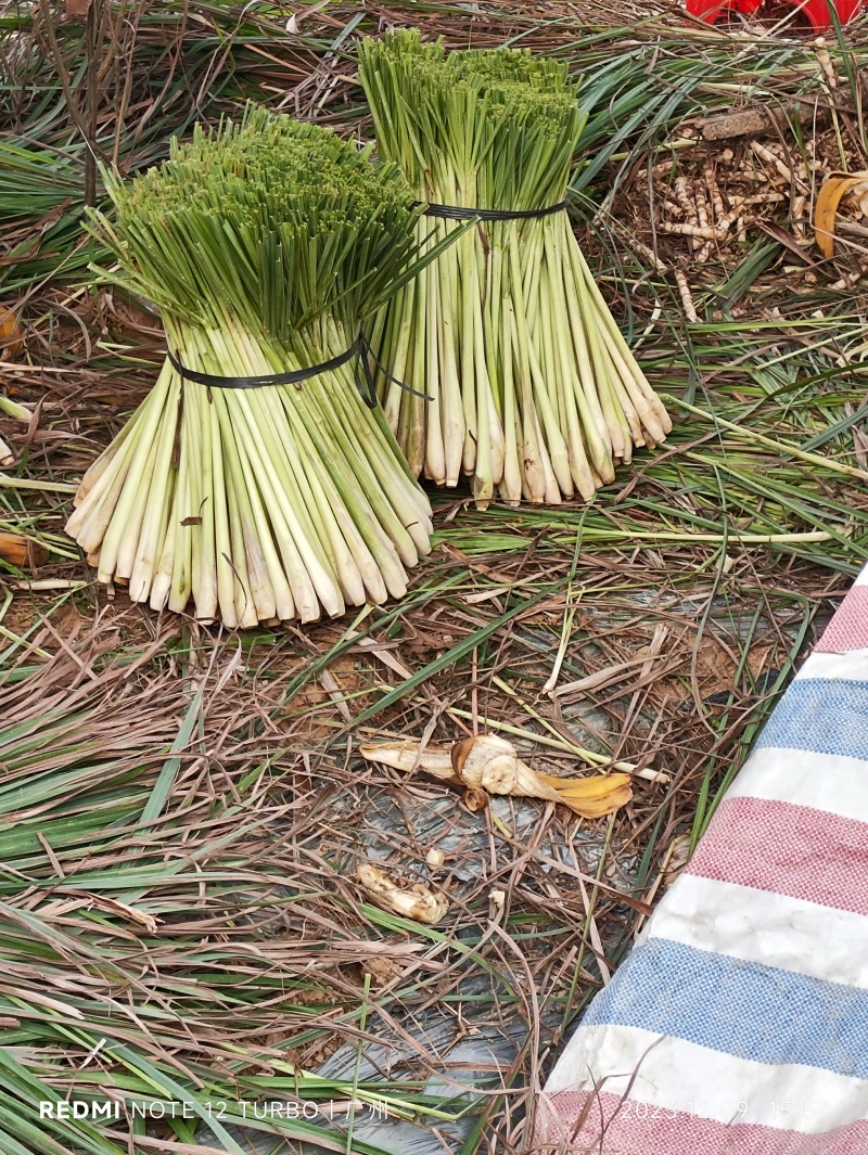 新鲜香茅草：柠檬味道食用香料现摘现卖基地直供欢迎订购