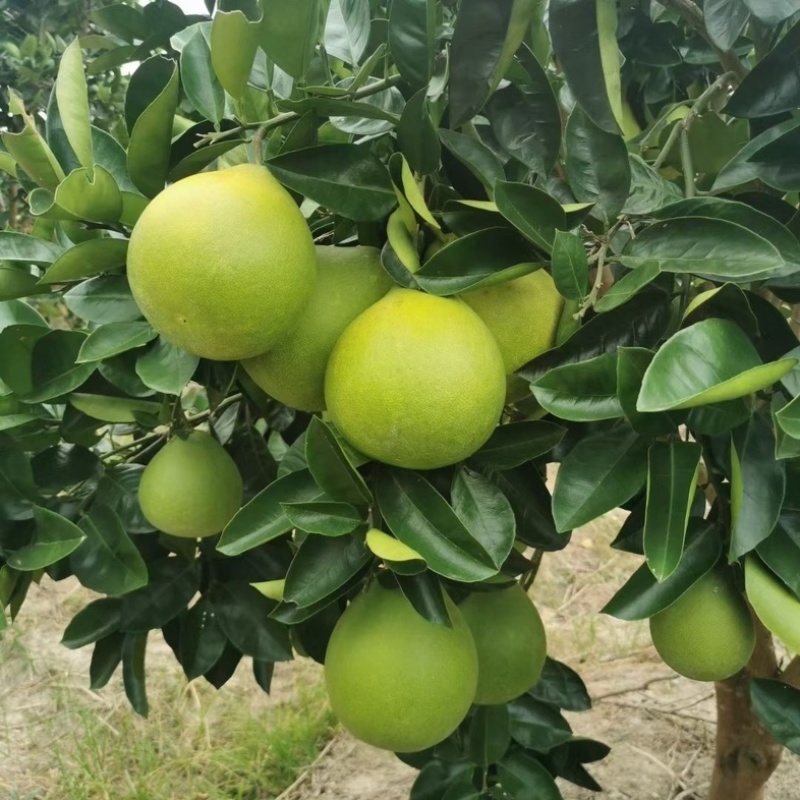 【推荐】精品冰糖柚湖南产地直供保质保量可视频看货