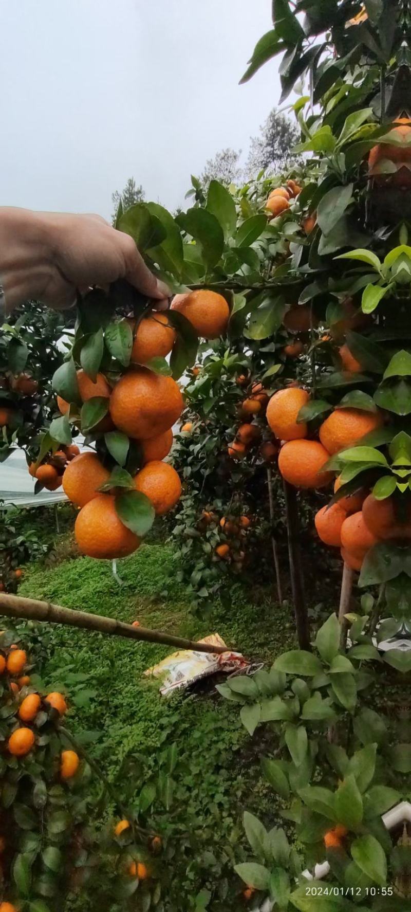 广西砂糖橘整车批发。