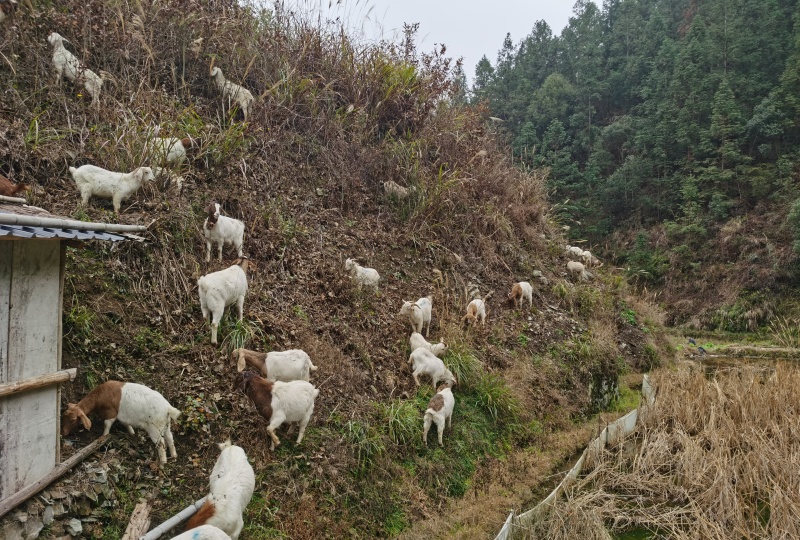 放养高山土羊山羊