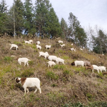 放养高山土羊山羊