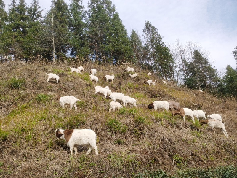 放养高山土羊山羊