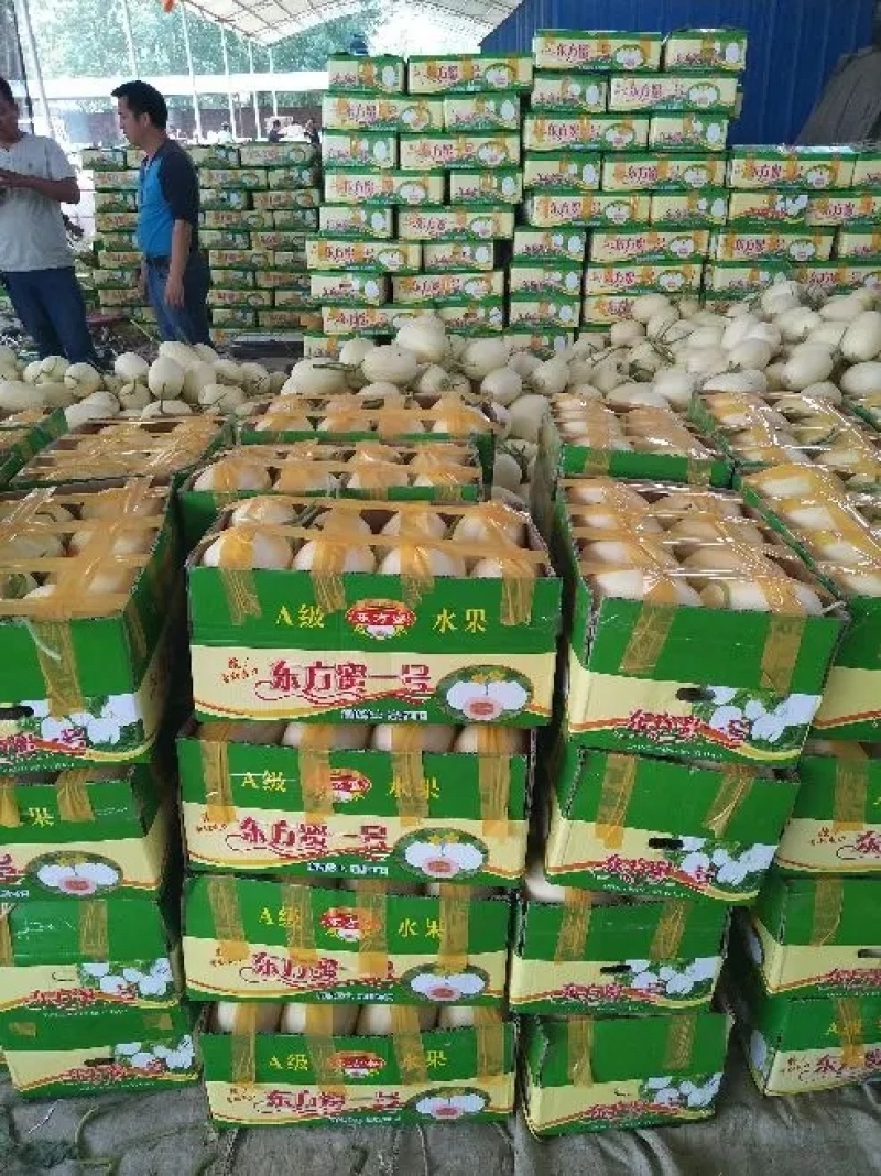 广东甜瓜东方蜜甜瓜产地直供全国代发支持视频看货电联
