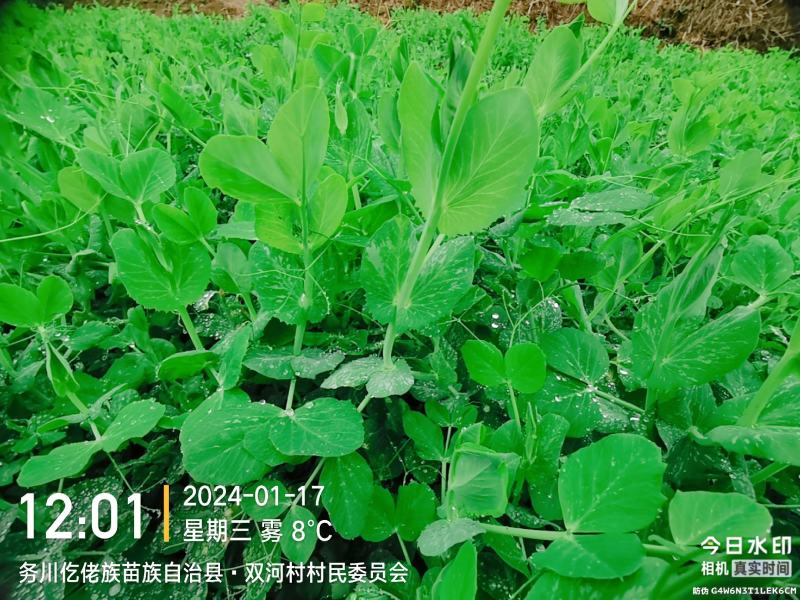 豌豆苗