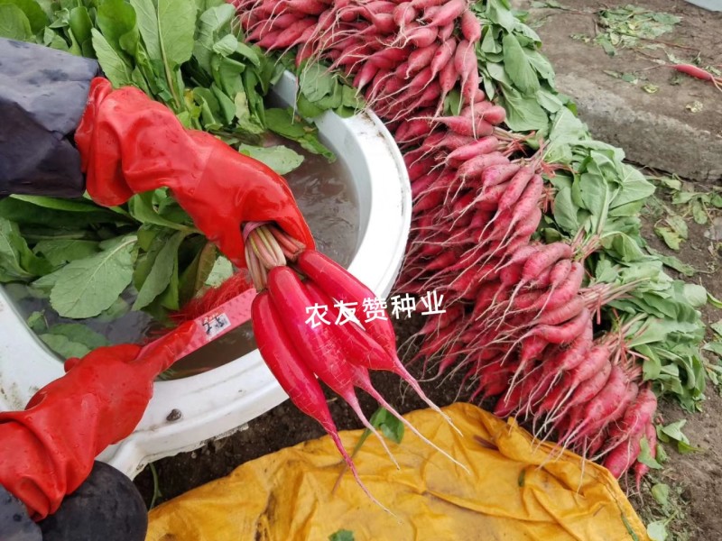 春红一号水萝卜种子无辣味萝卜种子杂交一代春季专用红萝卜