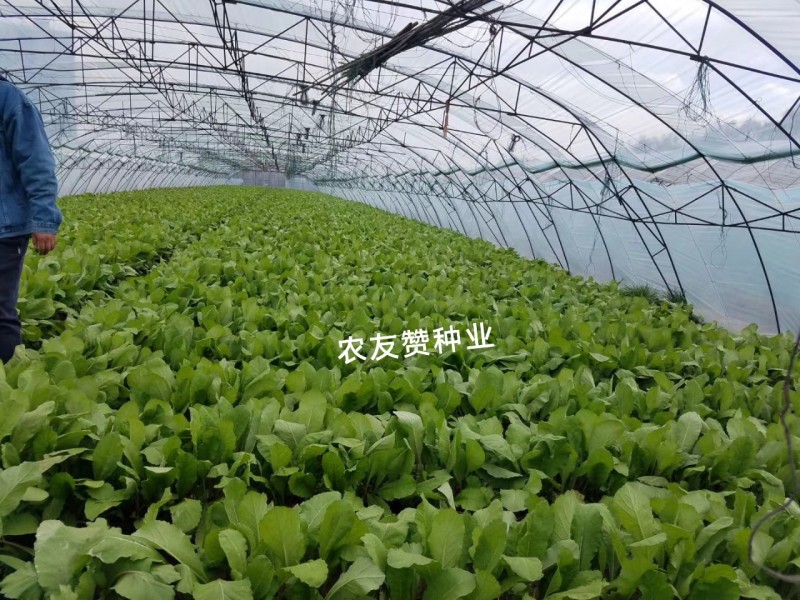 春红一号水萝卜种子无辣味萝卜种子杂交一代春季专用红萝卜