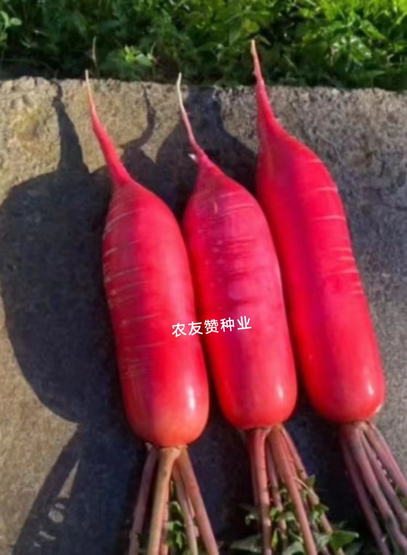 春红一号水萝卜种子无辣味萝卜种子杂交一代春季专用红萝卜
