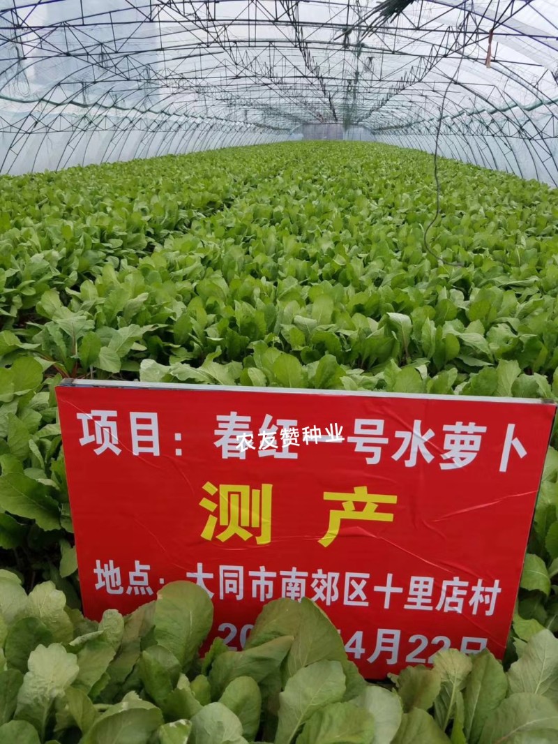 春红一号水萝卜种子无辣味萝卜种子杂交一代春季专用红萝卜