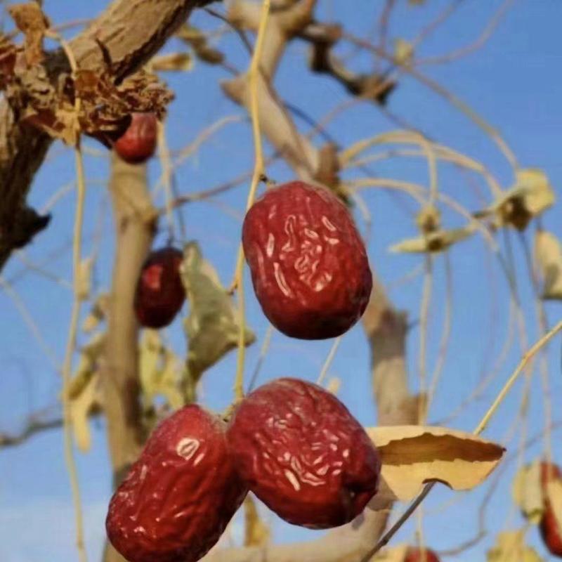 精品红枣大量有货，可以对接全国市场电商平台，欢迎合作咨询