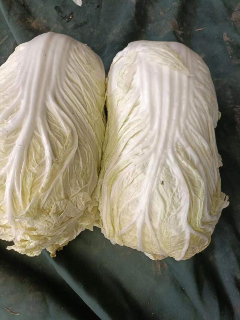 精品大白菜，河南是大白菜产区主要有黄心白菜，白心白菜。