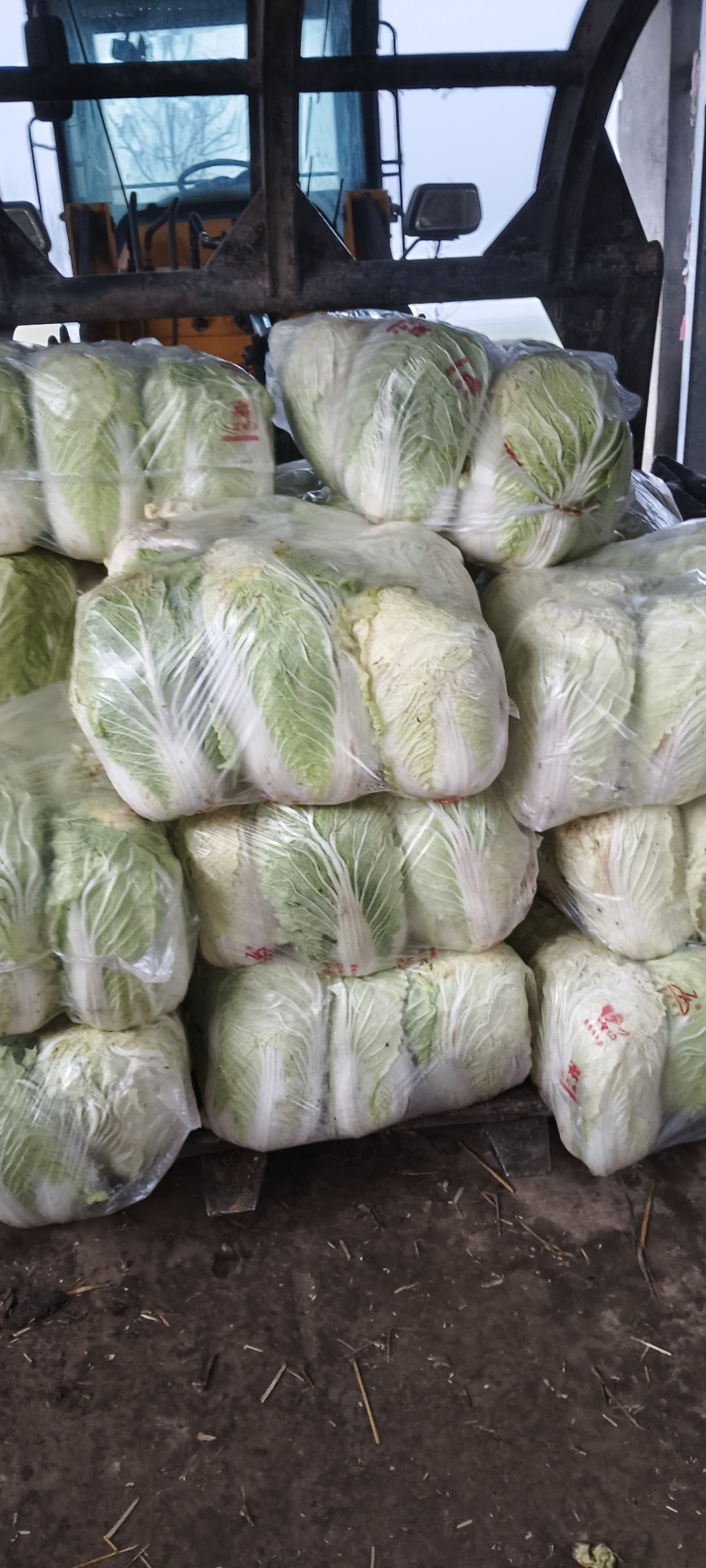 精品大白菜，河南是大白菜产区主要有黄心白菜，白心白菜。