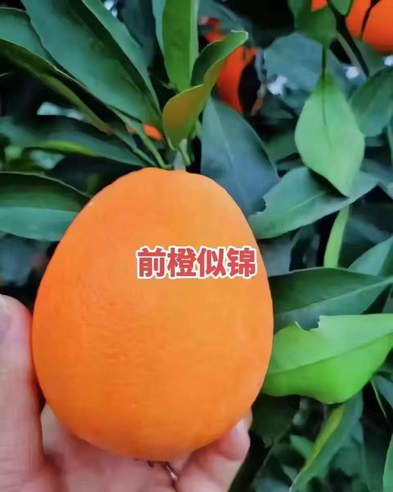 秭归长红脐橙（果园直发）鲜甜多汁，口感嫩滑诚信实力代办