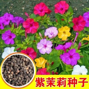 紫茉莉花种子混色茉莉花地雷花种子阳台易种盆栽五彩香茉莉花