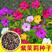 紫茉莉花种子混色茉莉花地雷花种子阳台易种盆栽五彩香茉莉花