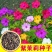 紫茉莉花种子混色茉莉花地雷花种子阳台易种盆栽五彩香茉莉花