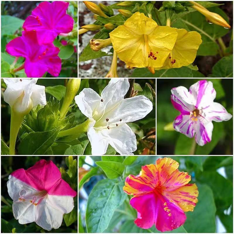 紫茉莉花种子混色茉莉花地雷花种子阳台易种盆栽五彩香茉莉花