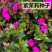 紫茉莉花种子混色茉莉花地雷花种子阳台易种盆栽五彩香茉莉花