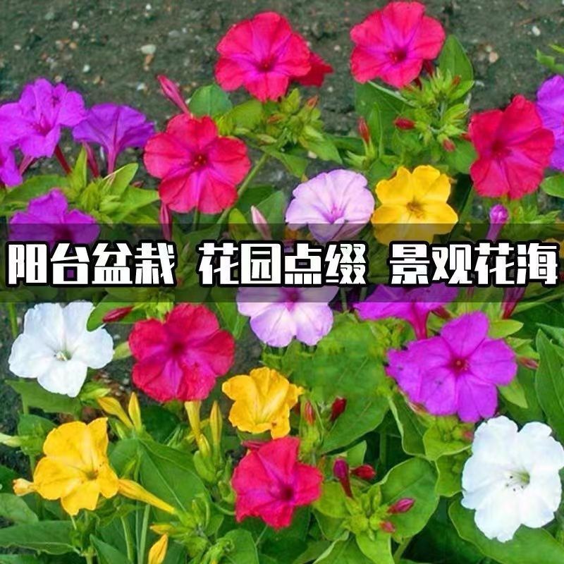 紫茉莉花种子混色茉莉花地雷花种子阳台易种盆栽五彩香茉莉花